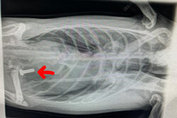 Röntgenbild eines Eselspinguins mit sichtbarer Schraube im Magen