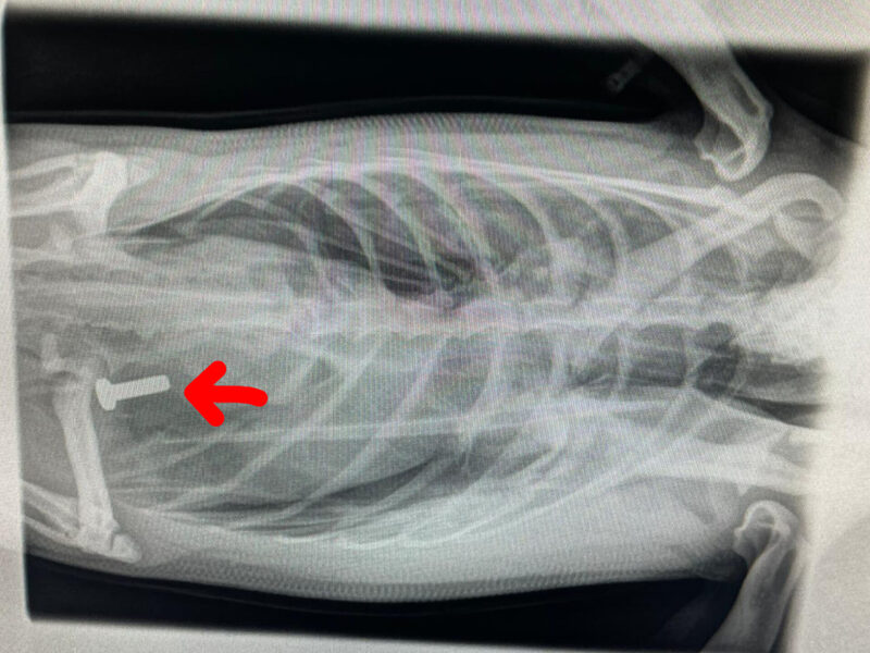 Röntgenbild eines Eselspinguins mit sichtbarer Schraube im Magen
