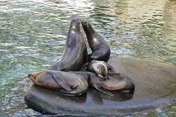 Fünf Seelöwen auf Steininsel im Becken des Grünen Zoo Wuppertal