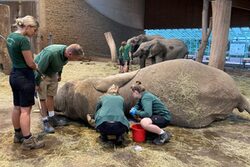 Elefant mit Tierpflegern und Veterinär Team bei der Impfung