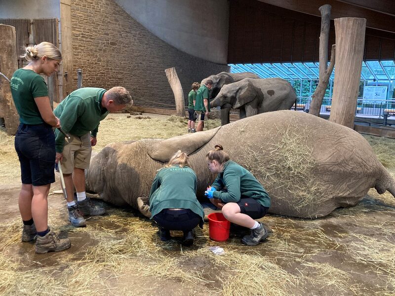 Elefant mit Tierpflegern und Veterinär Team bei der Impfung