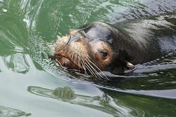 Seelöwe Mylo schaut mit dem Kopf aus dem Wasser