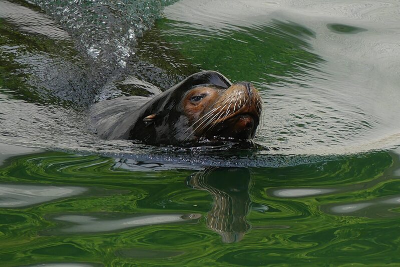 Seelöwe Mylo im Wasser schwimmend