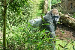 Gorilla Vimoto im Grünen Zoo Wuppertal