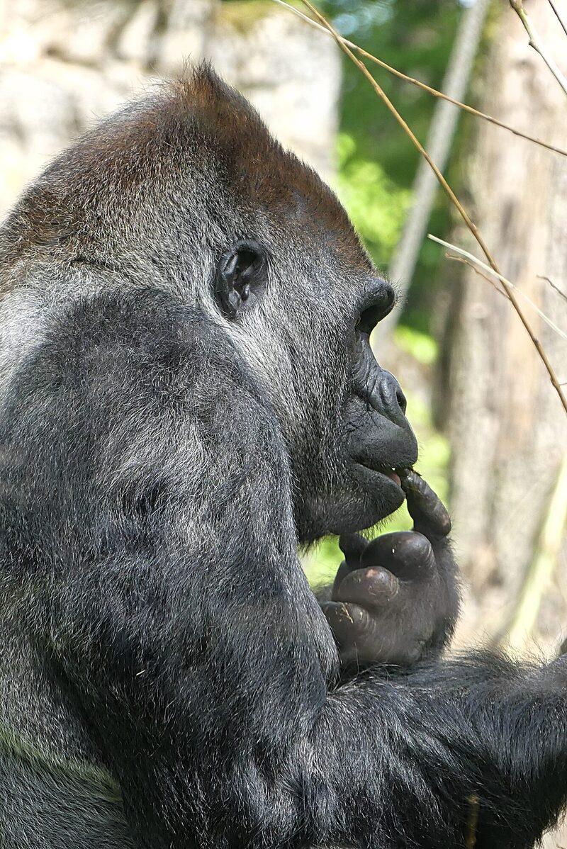 Gorilla Vimoto seitliches Portrait mit gestrecktem Finger an den Lippen