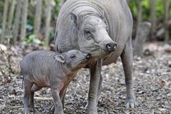 Sulawesi-Hirscheber mit Jungtier im Grünen Zoo Wuppertal