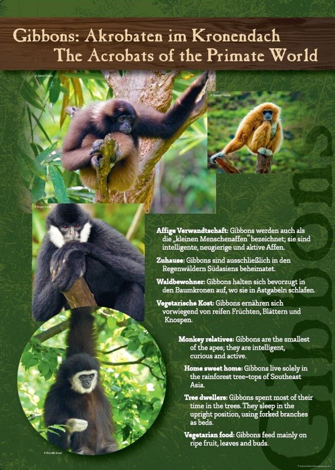 Gibbon Plakat 1