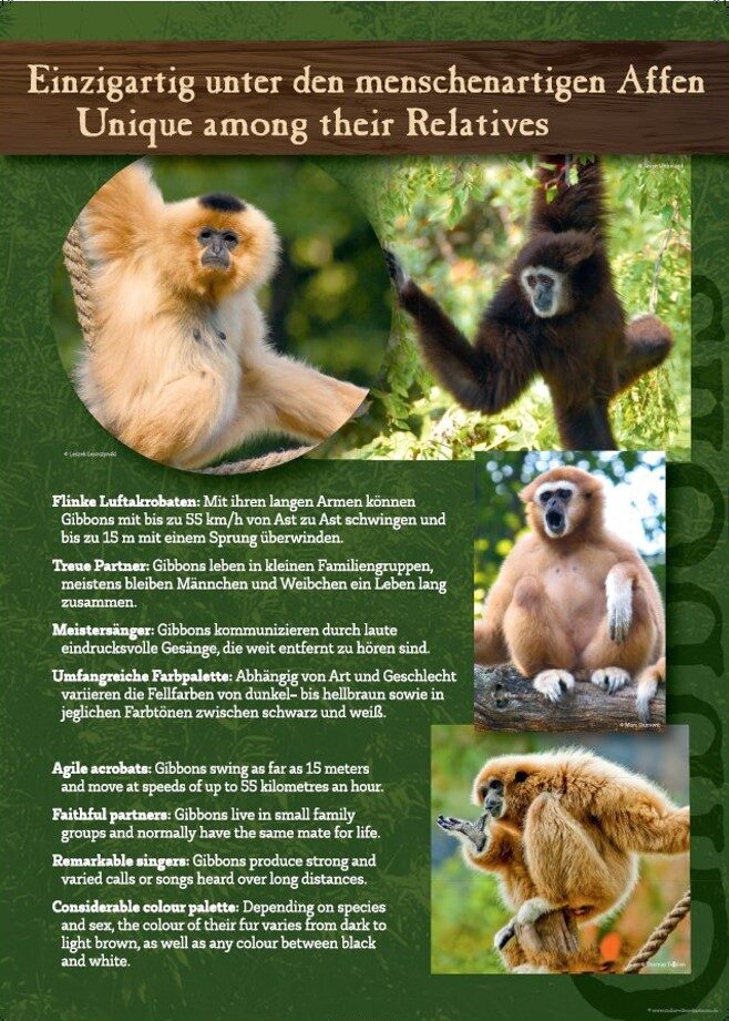 Gibbon Plakat 2