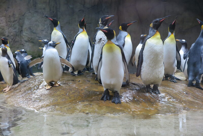 Königs- und Eselspinguine