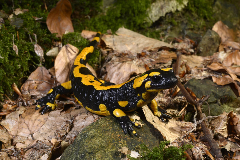 Feuersalamander