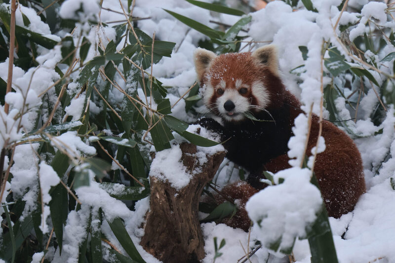 Roter Panda