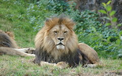 Löwe mit prächtiger Mähne im Wuppertaler Zoo