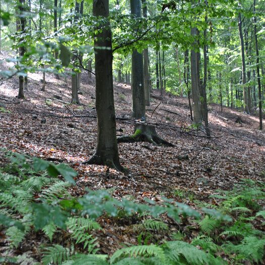 Blick in einen lichten Laubwald