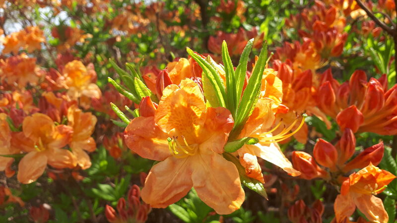 Gelb-orange Rhododendren-Blüten