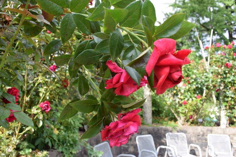 Rosen, im Hintergrund Gartenstühle