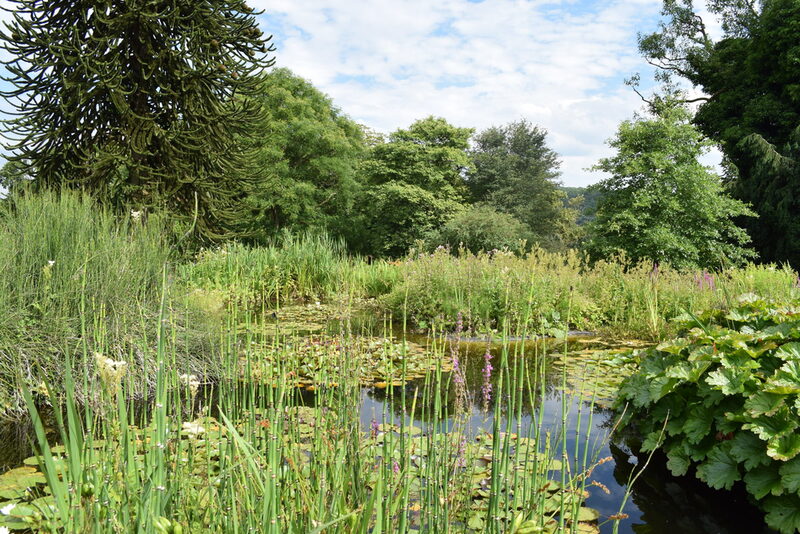 Ein Teich im Botanischen Garten