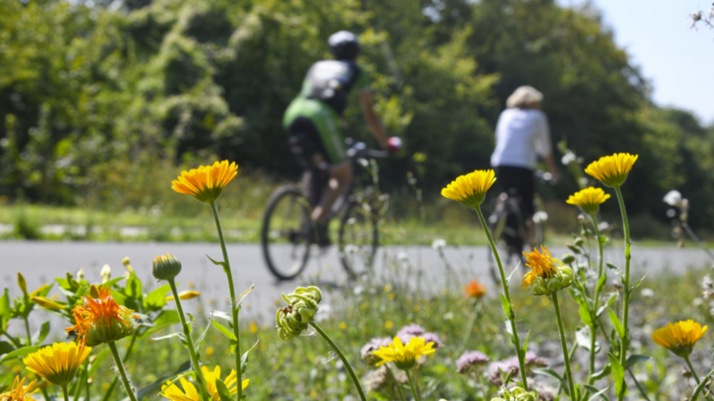 Radfahrer auf einer Trasse, davor eine Blumenwiese