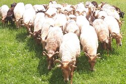Eine Herde Schafe auf einer Wiese