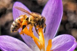 Biene am Blütenkelch, Foto: Achim Otto