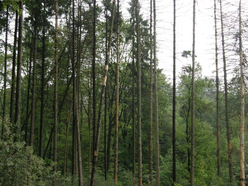 Von der Trockenheit geschädigte Fichten im Wuppertaler Wald