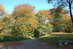 Ein Waldweg