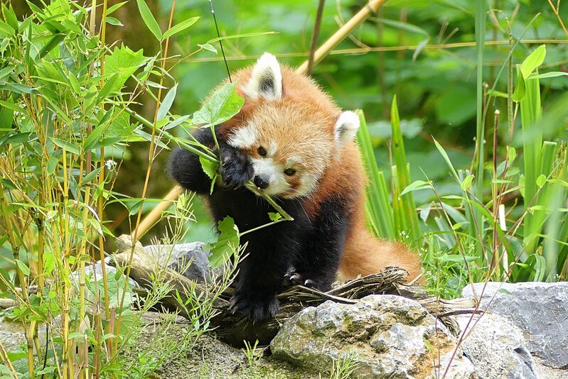 Ein Roter Panda im Zoo Wupeprtal.