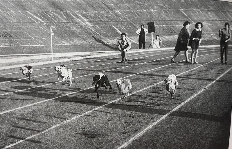 Auch das gab es: 1968 jagten original englische Windhunde über die Aschenbahn.